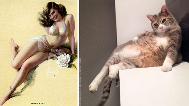 14 short-legged cats learn to cosplay sexy photos - Photo 1.