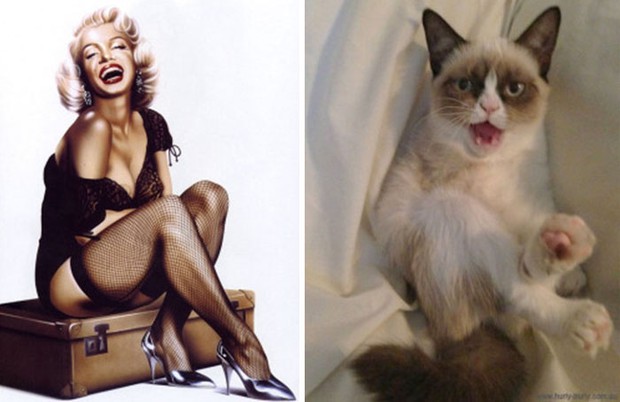 14 short-legged cats learn to cosplay sexy photos - Photo 11.