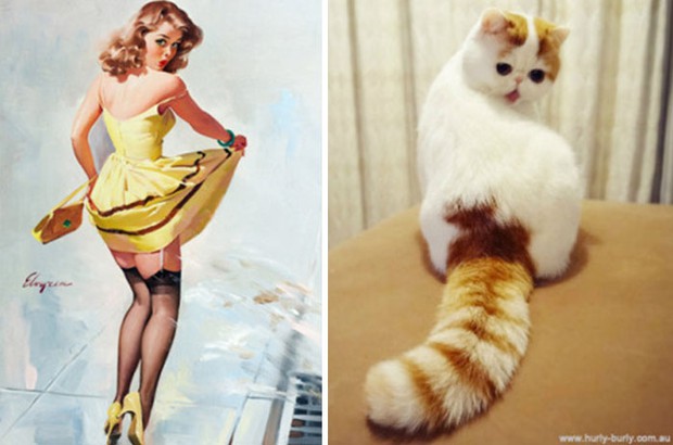14 short-legged cats learn to cosplay sexy photos - Photo 13.