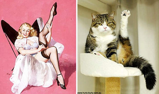 14 short-legged cats learn to cosplay sexy photos - Photo 17.