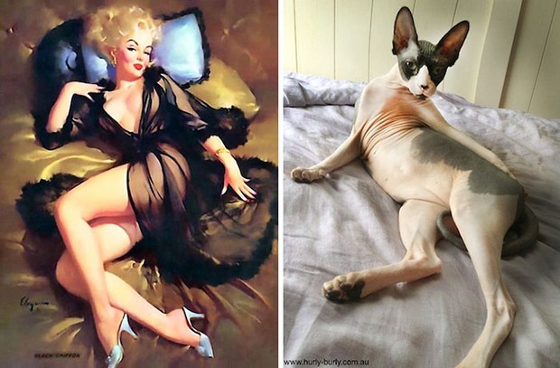 14 short-legged cats learn to cosplay sexy photos - Photo 21.