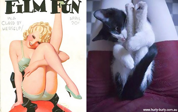 14 short-legged cats learn to cosplay sexy photos - Photo 23.