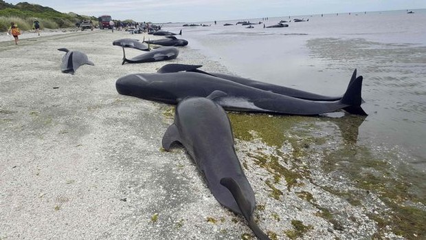 Vụ tự sát tồi tệ nhất New Zealand trong 30 năm qua: Hơn 400 con cá voi hoa tiêu mắc cạn tại bờ biển - Ảnh 1.
