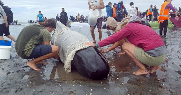 Vụ tự sát tồi tệ nhất New Zealand trong 30 năm qua: Hơn 400 con cá voi hoa tiêu mắc cạn tại bờ biển - Ảnh 5.