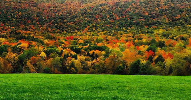 Ngắm phong cảnh đẹp đến ngoạn mục của những khu rừng vào mùa thu - Ảnh 9.