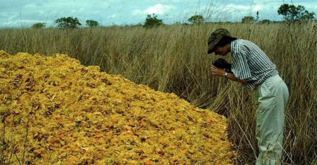 Một công ty nước ép đổ 12.000 tấn vỏ cam xuống khu bảo tồn thiên nhiên, 19 năm sau, đây là kết quả họ đạt được - Ảnh 2.