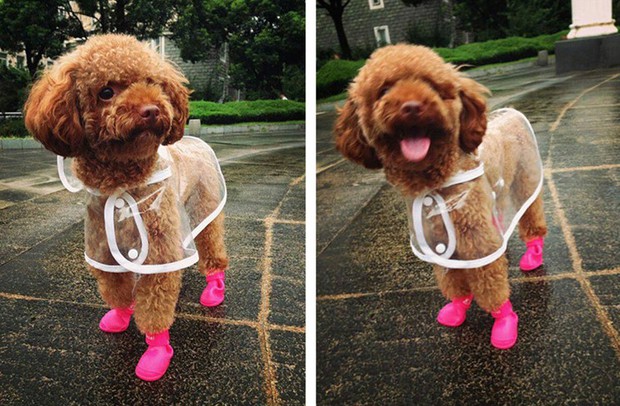 Trời mưa lạnh thế này, sắm ngay một chiếc áo mưa siêu cấp đáng yêu cho cún thôi nào - Ảnh 4.