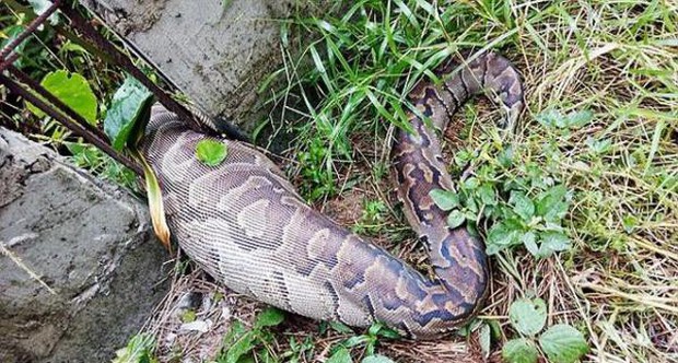Những loài vật “chết vì tham ăn”, quằn quại trong đau đớn: Trăn là nạn nhân số 1! - Ảnh 10.