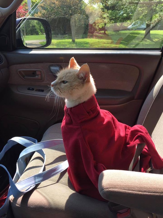 Cuối cùng cũng xuất hiện túi vận chuyển đưa boss mèo đi khắp thế gian - Ảnh 5.