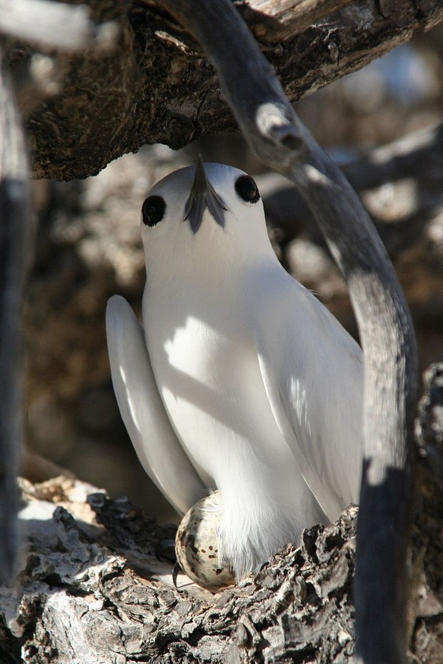 Loài chim lười nhất thế giới: Đẻ trứng trên cành cây, rơi vỡ đẻ quả khác - Ảnh 6.
