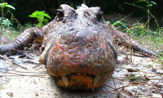 Bí ẩn loài cá sấu màu da cam kỳ dị, chuyên ăn dơi và sống trong hang sâu ở Gabon - Ảnh 6.