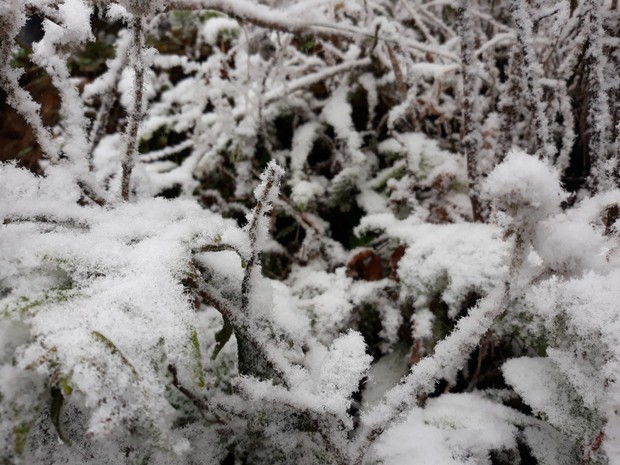 Chùm ảnh: Tuyết rơi phủ trắng Sa Pa, nhiều du khách thích thú chụp ảnh - Ảnh 1.