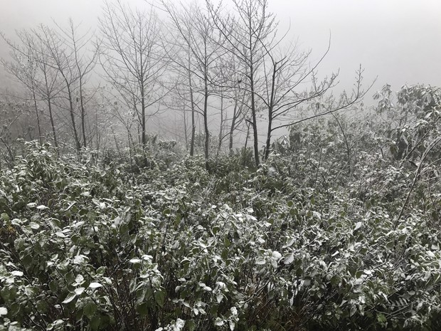 Chùm ảnh: Tuyết rơi phủ trắng Sa Pa, nhiều du khách thích thú chụp ảnh - Ảnh 2.