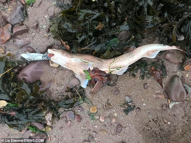 Thêm một hình ảnh đau lòng nữa về ô nhiễm rác nhựa: cá mập chết khi đang ngậm vỏ chai nước - Ảnh 1.