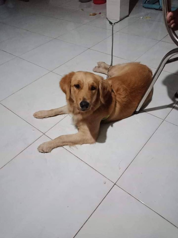 Chú chó dũng cảm tông cửa, sủa vang để đánh thức cả nhà chủ thoát khỏi đám cháy - Ảnh 4.