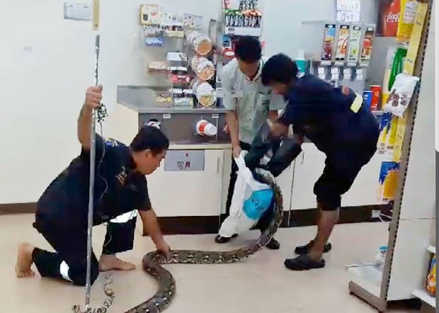 Thái Lan: Con trăn dài 1,2 mét chui vào cửa hàng tiện lợi đánh một giấc cạnh tủ bia cho mát - Ảnh 3.