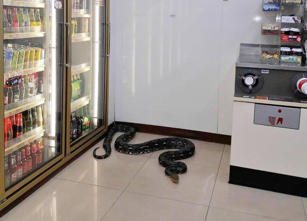 Thái Lan: Con trăn dài 1,2 mét chui vào cửa hàng tiện lợi đánh một giấc cạnh tủ bia cho mát - Ảnh 1.