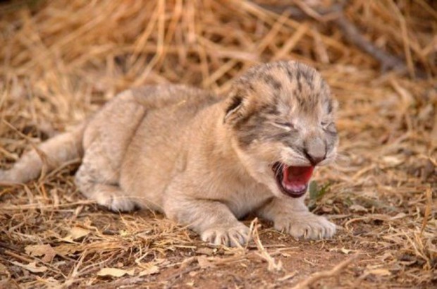 Cặp đôi sư tử đầu tiên chào đời bằng thụ tinh nhân tạo giờ như thế nào? - Ảnh 2.