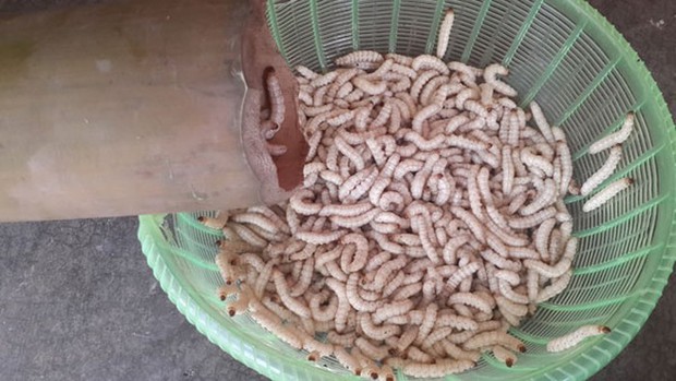 Mùa này lên vùng Tây Bắc, cẩn thận coi chừng bạn được tiếp đãi một món nghe xong phải chạy đấy - Ảnh 3. Mùa này lên vùng Tây Bắc, cẩn thận coi chừng bạn được tiếp đãi một món nghe xong phải chạy đấy - Ảnh 3.