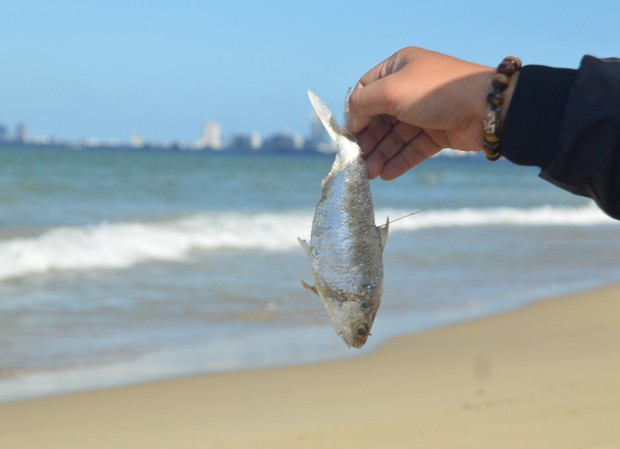Cá chết hàng loạt tại biển Đà Nẵng, người dân không dám xuống tắm - Ảnh 3.