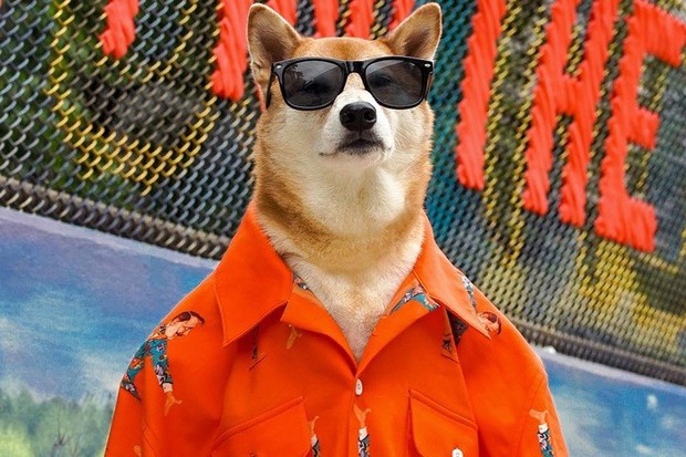 Ảnh: Chó thời trang Bodhi cực “ngầu” với mức lương 15.000 USD/tháng - Ảnh 11.