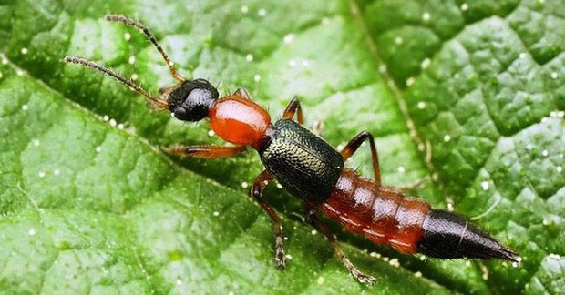 Kiến ba khoang: Cách xử lý khi bị kiến ba khoang đốt và phòng tránh - Ảnh 3.