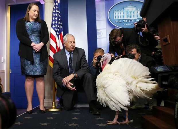 Tổng thống Trump xá tội cho gà tây dịp Lễ Tạ ơn - Ảnh 2.