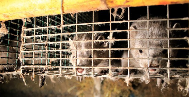 Trong trại nuôi cáo, chồn lấy lông ở Phần Lan: Những con vật xinh đẹp điên loạn cắn xé nhau,  bị thương nhiễm trùng rồi nằm chờ chết - Ảnh 6.