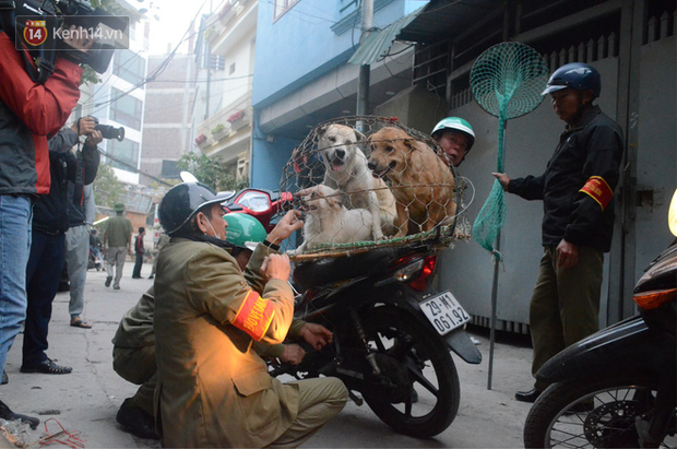 Hà Nội: Người đàn ông buồn rầu khi con chó của gia đình bị đội bắt chó thả rông cho vào lồng sắt, đưa về trụ sở phường - Ảnh 10.