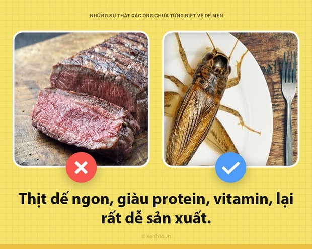 Xin chào! Tôi là dế mèn đây và các ông chưa biết tôi đặc biệt thế nào đâu - Ảnh 5.