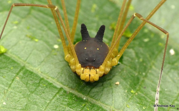 Con nhện mọc sừng nhìn giống chó này là CÓ THẬT, và sự thật về nó cho thấy tạo hóa kỳ cục đến mức nào - Ảnh 3.