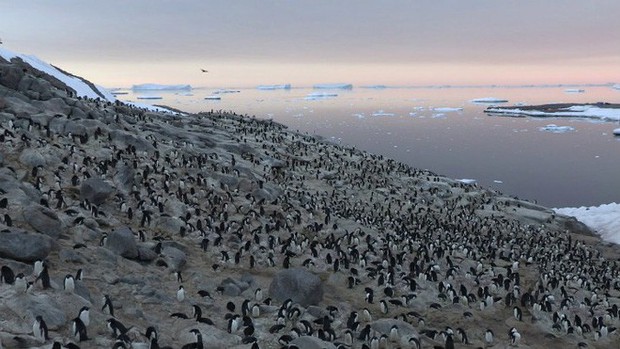 Lượng phân khổng lồ có thể thấy từ vũ trụ làm lộ ra đàn chim cánh cụt 1,5 triệu con gần Nam Cực - Ảnh 1.