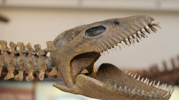 Argentina triển lãm mô hình bộ xương khủng long 65 triệu năm tuổi - Ảnh 1.