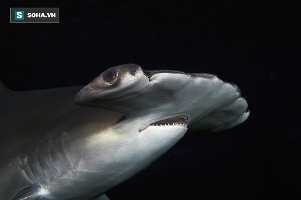 Bí ẩn loài cá mập kỳ dị, liều lĩnh ẩn nấp ngay trong miệng núi lửa - Ảnh 1.