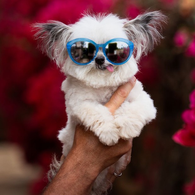 Norbert - chú chó hot Instagram dùng sự cute vô đối chữa lành vết thương tâm hồn cho mọi người - Ảnh 9.