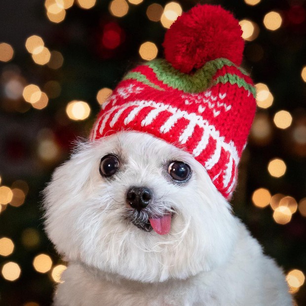 Norbert - chú chó hot Instagram dùng sự cute vô đối chữa lành vết thương tâm hồn cho mọi người - Ảnh 3.