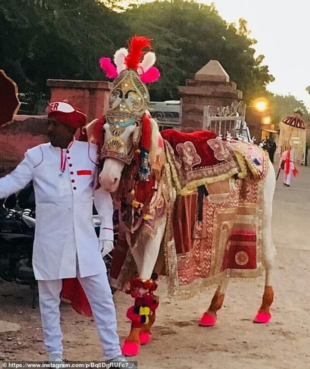 Nick Jonas và Hoa hậu Thế giới chuẩn bị cả ngựa, voi để tổ chức hôn lễ truyền thống Ấn Độ - Ảnh 2.