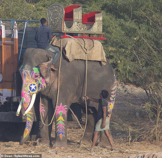 Nick Jonas và Hoa hậu Thế giới chuẩn bị cả ngựa, voi để tổ chức hôn lễ truyền thống Ấn Độ - Ảnh 3.
