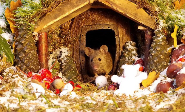 Ngôi nhà cổ tích lung linh mùa Giáng sinh của gia đình nhà chuột - Ảnh 14.