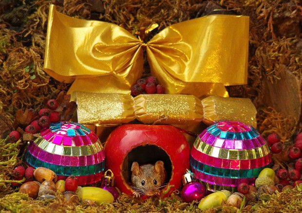 Ngôi nhà cổ tích lung linh mùa Giáng sinh của gia đình nhà chuột - Ảnh 19.
