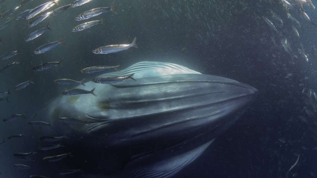Sinh vật này có thể là loài cá voi đầu tiên tuyệt chủng trong vòng 300 năm qua - Ảnh 1.