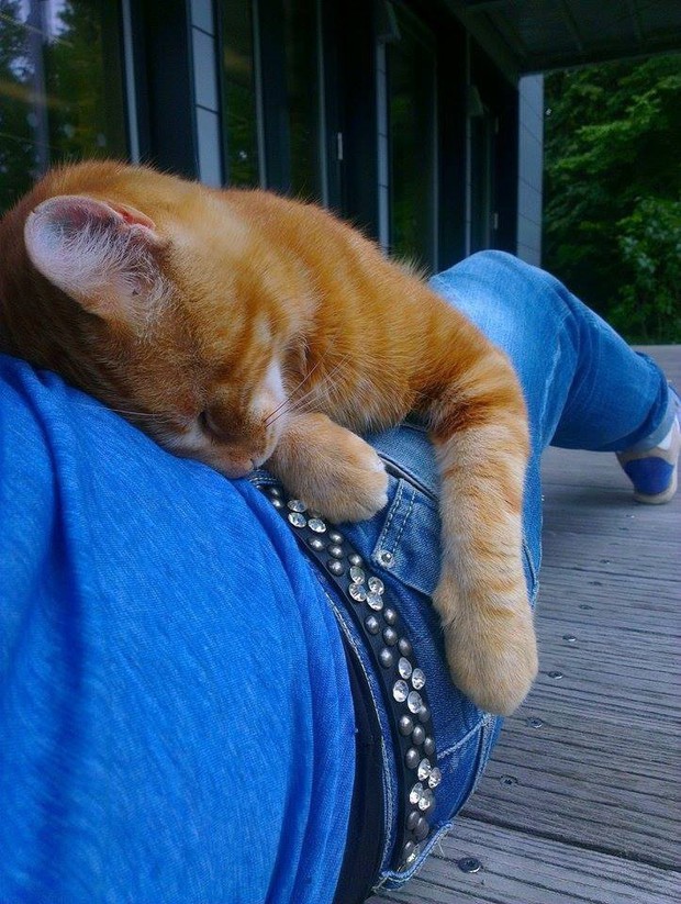 Chú mèo hữu dụng nhất thế giới: Đến trường hằng ngày giúp sinh viên xả stress - Ảnh 3.