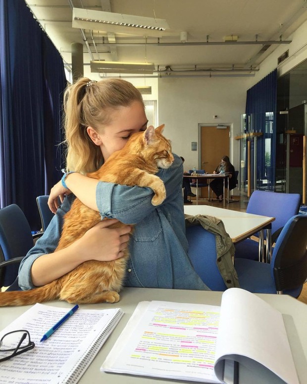 Chú mèo hữu dụng nhất thế giới: Đến trường hằng ngày giúp sinh viên xả stress - Ảnh 11.
