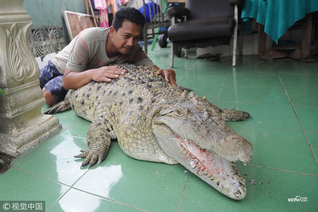 Thú nuôi đẳng cấp cộp mác Indonesia: cá sấu dài 1m8, thích được xoa cằm, ăn cá tươi, được chủ đánh răng mỗi ngày - Ảnh 2.