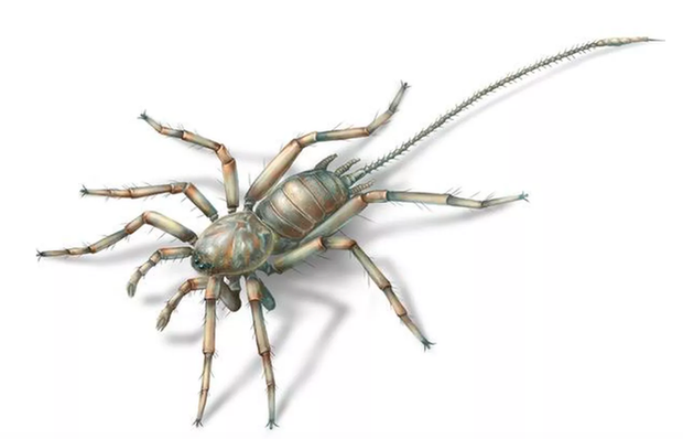Nhện thường đã đáng sợ, nhưng loài nhện cổ đại này sẽ khiến nhiều người phải chết khiếp - Ảnh 1.