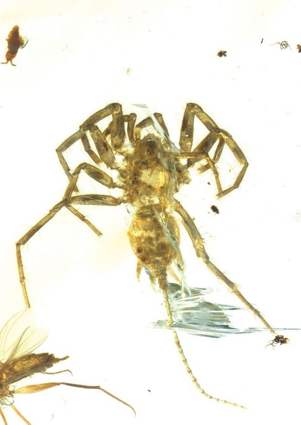 Nhện thường đã đáng sợ, nhưng loài nhện cổ đại này sẽ khiến nhiều người phải chết khiếp - Ảnh 2.