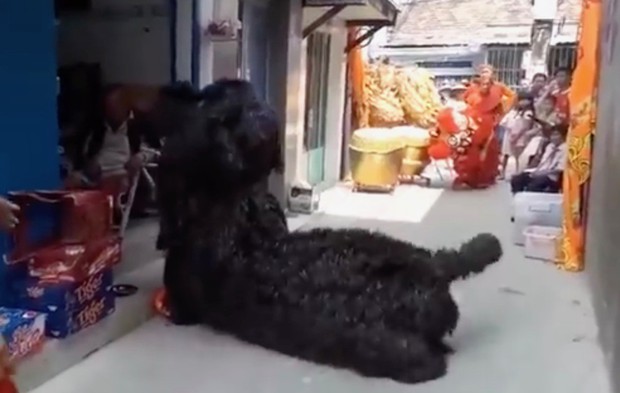 Clip: Nghệ sĩ múa lân tập luyện múa chó mừng xuân Mậu Tuất cho đúng tính chất - Ảnh 2.