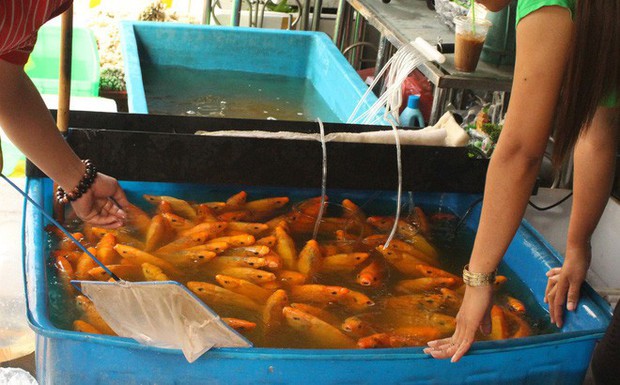 Chi tiền triệu mua 180kg cá, lươn phóng sinh ngày ông Công ông Táo ở Sài Gòn - Ảnh 1.