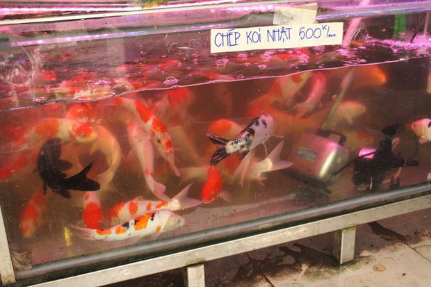 Chi tiền triệu mua 180kg cá, lươn phóng sinh ngày ông Công ông Táo ở Sài Gòn - Ảnh 4.