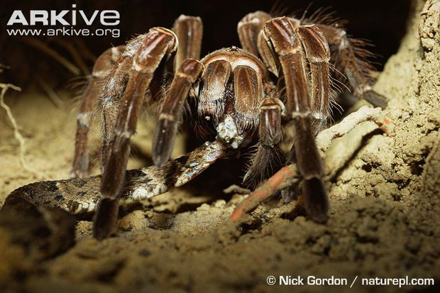 Mò vào ổ nhện kiếm ăn, loài rắn nguy hiểm nhất Costa Rica bị giết không thương tiếc - Ảnh 1.